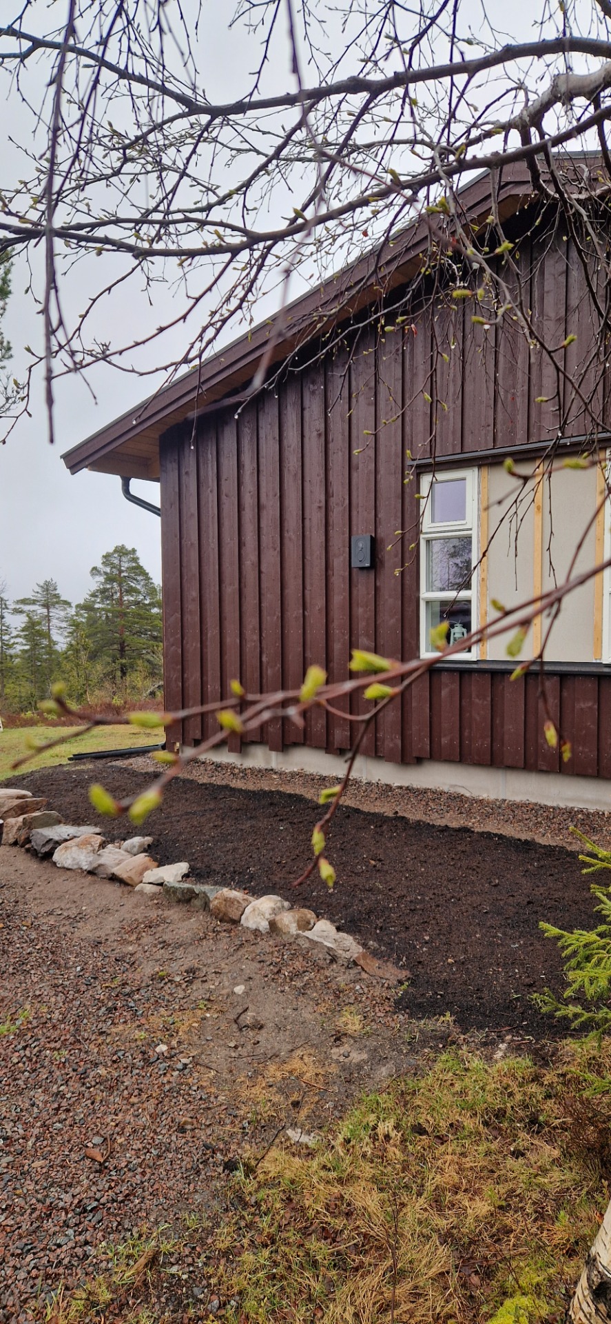 Bjørka springer snart ut